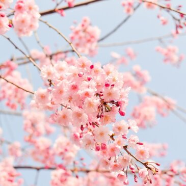 Le pic de floraison des cerisiers de Washington DC est prévu pour la mi-mars